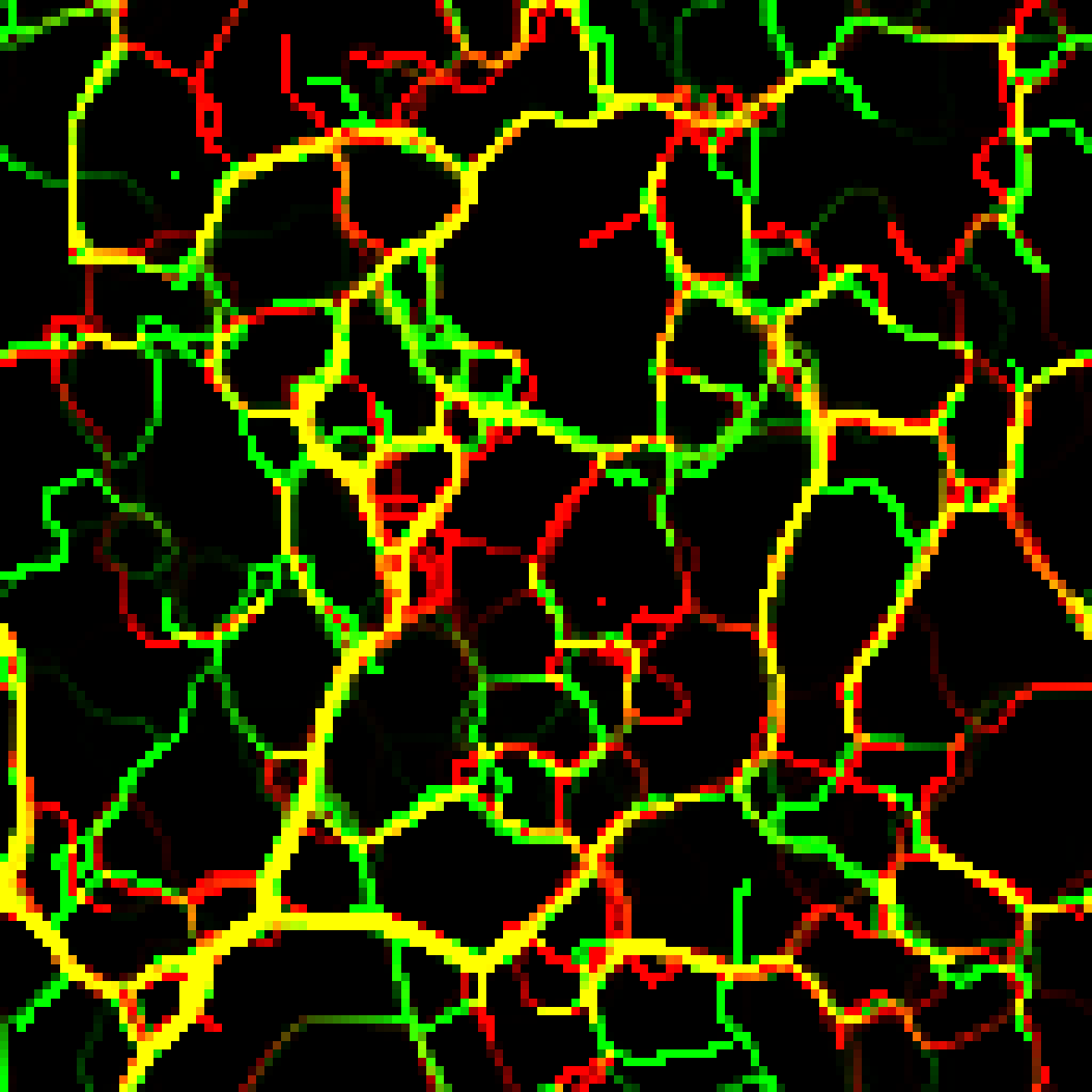 Agent Simulation with WebGPU – notochord